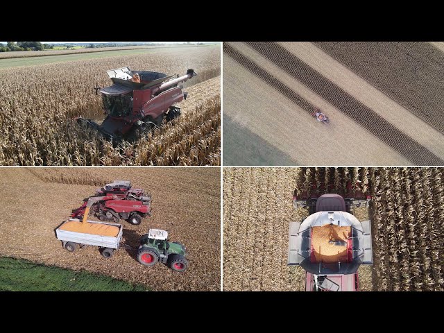 Sklizeň kukuřice kombajnem Case IH - 4K video quality - Harvesting corn with a Case IH combine