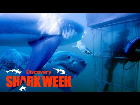 Four Great Whites Surround the Cage! | Shark Week