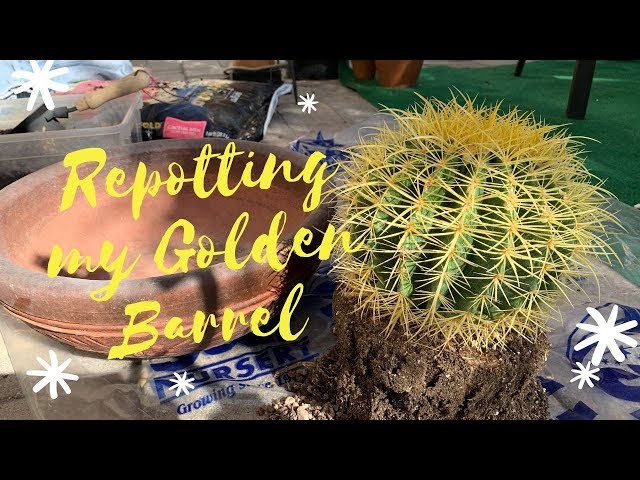Let us Repot My Golden Barrel Cactus