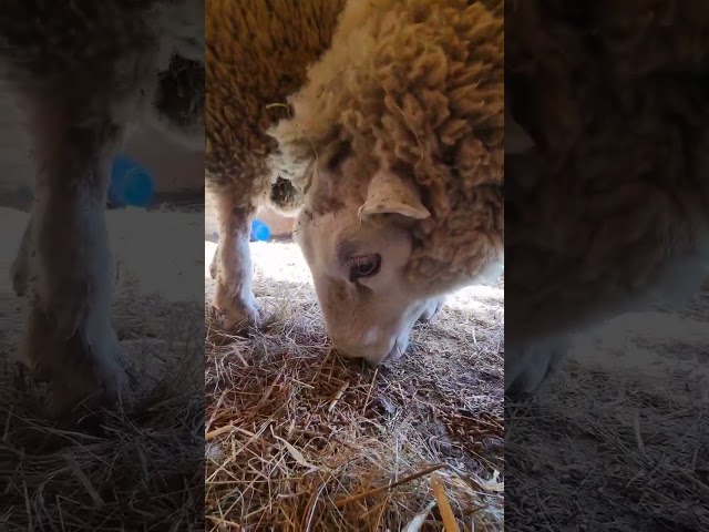 Feeding the Sheep Rams at work