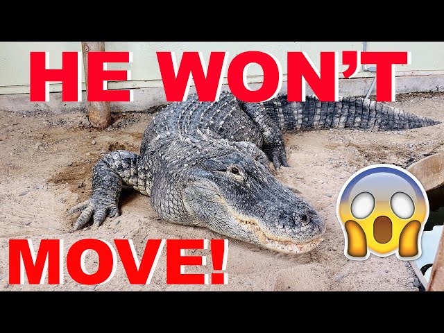 Help! My Alligator Won't Explore His New Beach!!!