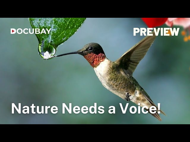 What Issues East Africa's Ecology Is Facing Today? | GIVING NATURE A VOICE | PREVIEW