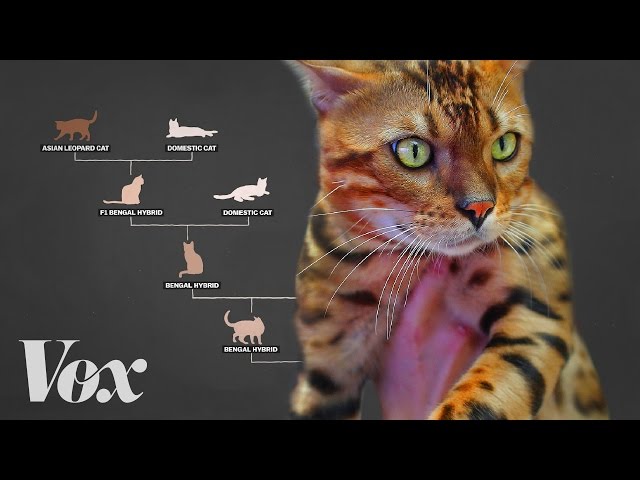 Meet the designer cats with wild blood