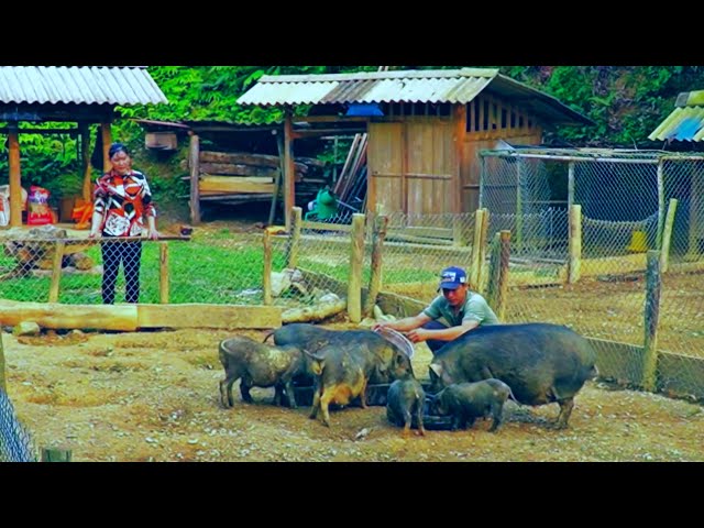 Grazing pigs.DAU & TU Attend the biggest festival of the year