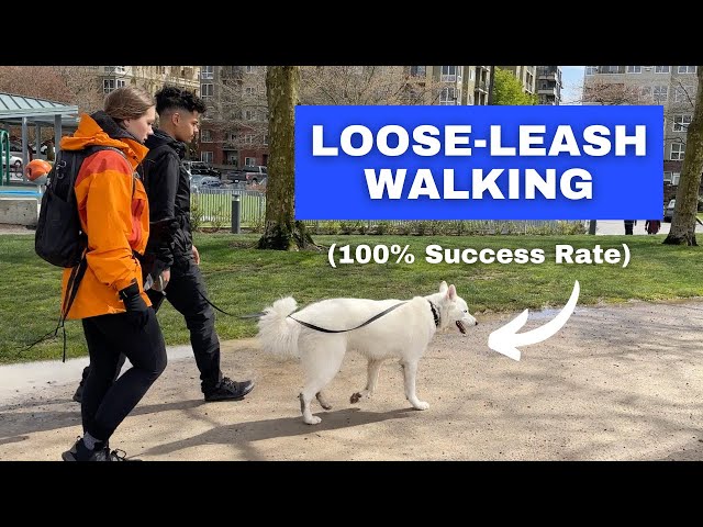 Train ANY Dog to Walk on a Loose Leash (Stop Leash Pulling)