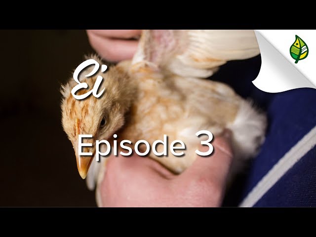 Ei (3/5) - Genetik und Eigenschaften der Henne