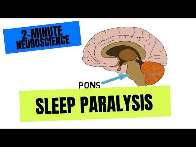 2-Minute Neuroscience: Sleep Paralysis