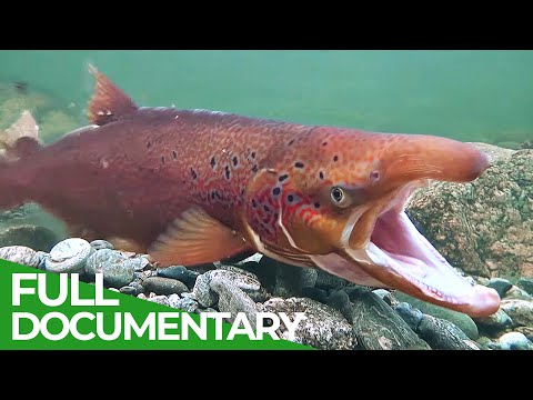 Best Nature Documentaries