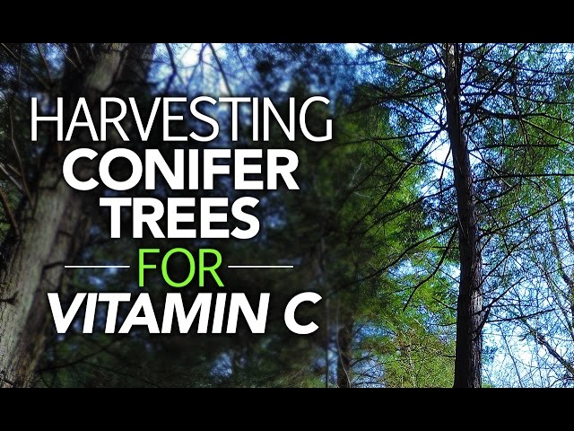 Harvesting Conifer Trees For Vitamin C