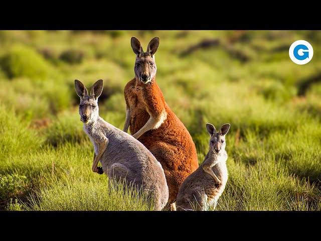 Just Kangaroos: Through the Outback, Australia | Full Documentary