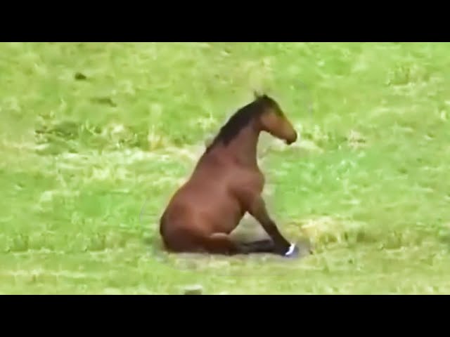 Epic Animal Fails: Laugh Until You Cry!