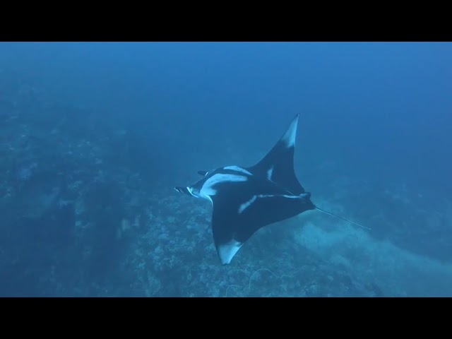 2024's First Simply The Best Trip: Mantas at Big Brother's South Plateau