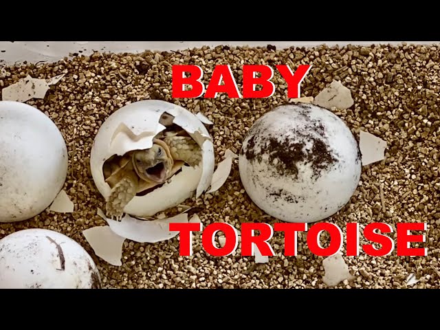 Baby Tortoise Hatches From Egg!!! 😍🐢