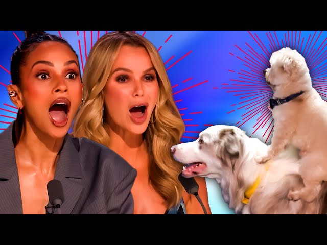 BGT Act Comes Back! AMAZING Dog Audition on Britain's Got Talent 2024!