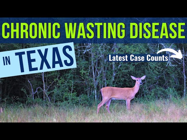 Chronic Wasting Disease CWD in Texas - The Ultimate Guide to facts, history in Texas,  case counts