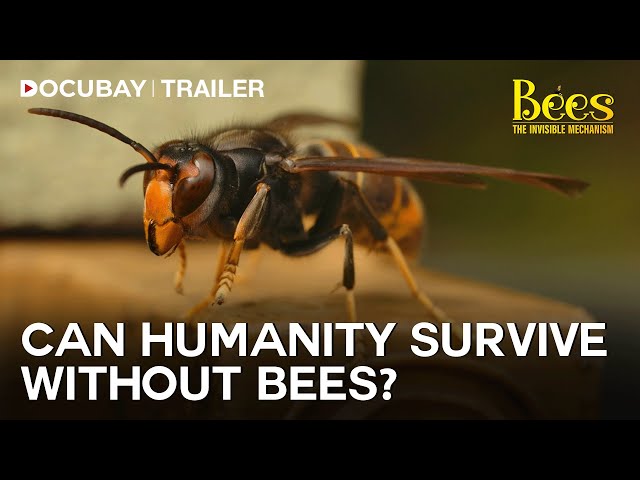 A race against time to save the Bees | Bees - The Invisible Mechanism