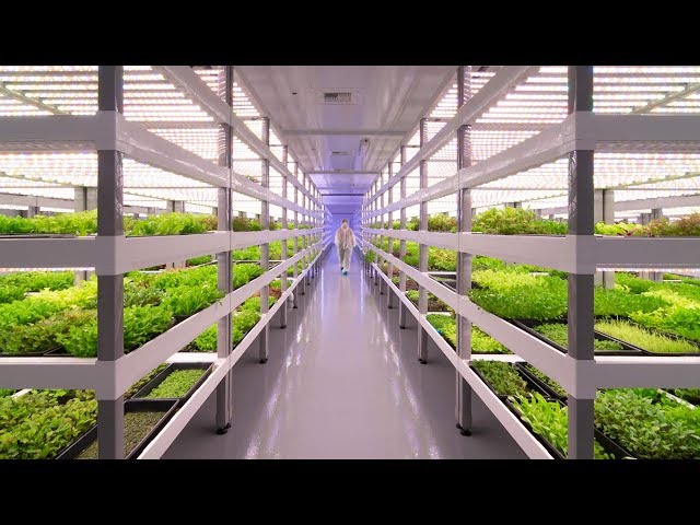 Growing Up: How Vertical Farming Works