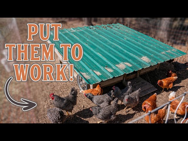 Putting Your Chickens to Work with a Chickshaw!