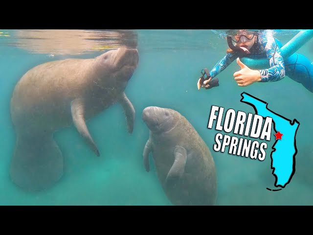 The ONLY Place in the World to LEGALLY Swim with Manatees - Florida