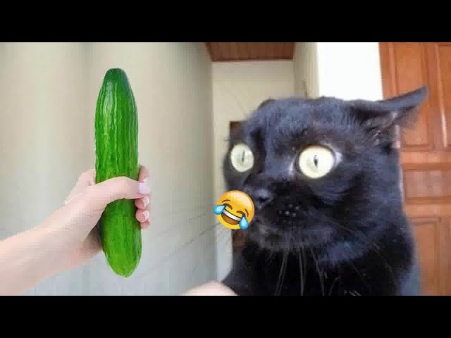 New Funny Animals🤣🦮Best Funny Dogs and Cats Videos Of The Week😙#6