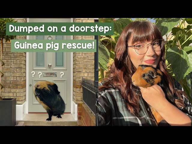 Giving a dumped Guinea pig a second chance!