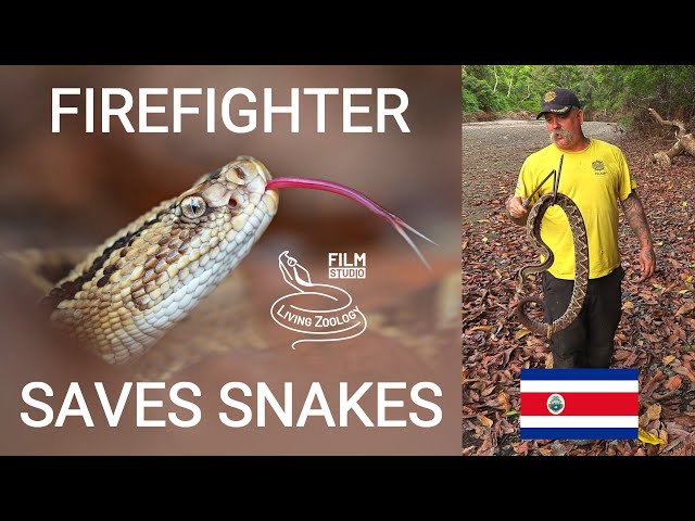 Firefighter saves snakes in Costa Rica, rescue of deadly venomous rattlesnake, Boa imperator