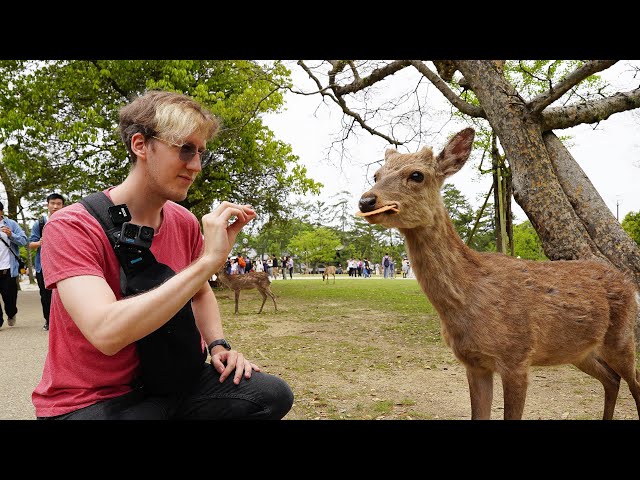 Nara is Worth it Just For the Deer