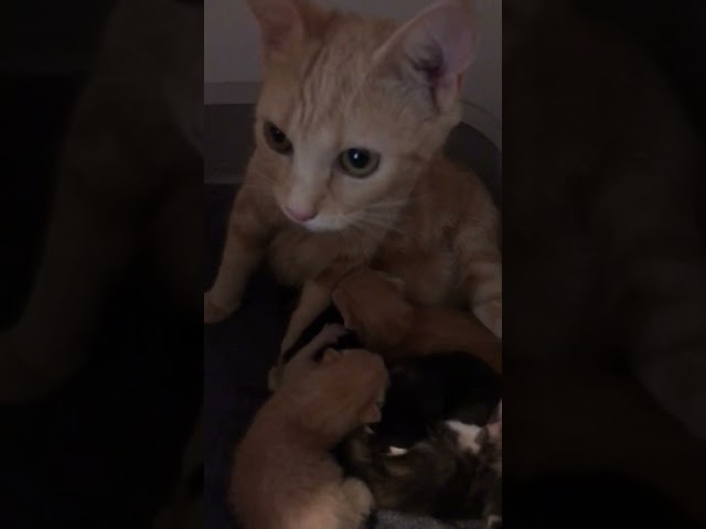 5 day old kittens with their rescued mother.