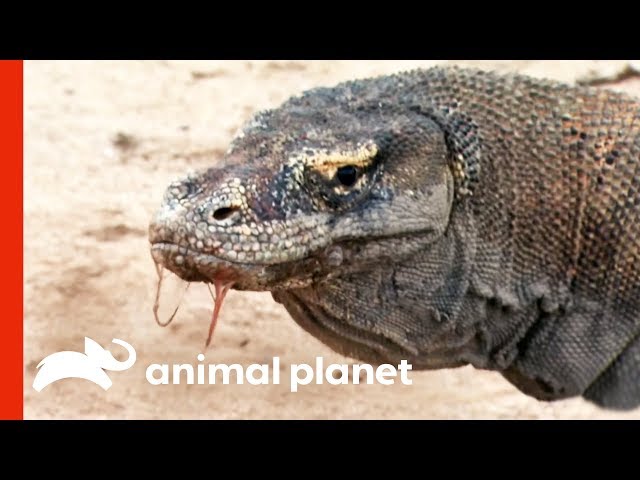 Powerful Komodo Dragons Observed Hunting In The Wild | Raw Nature