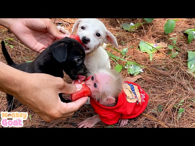 Baby monkey and puppies scramble to eat watermelon