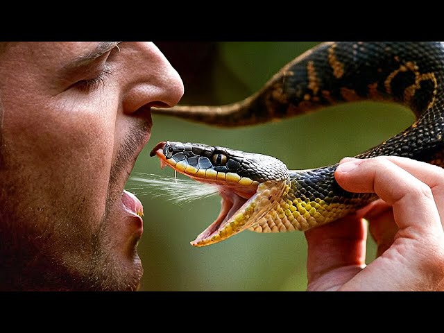 Что будет, если вы выпьете змеиный яд?