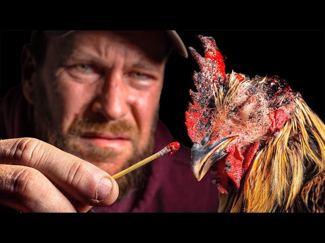 He Nearly DIED in a Rooster Attack