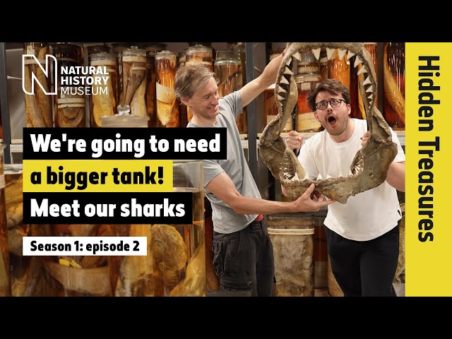 We’re going to need a bigger tank! Meet our sharks | Hidden Treasures | S1 EP2