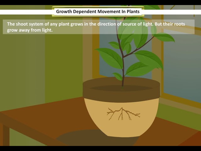 Growth Dependent movement in Plants | Control and Coordination in Plants
