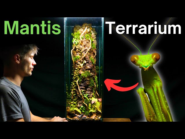 I Made A Tree Trunk Terrarium For a Praying Mantis, Here’s How!