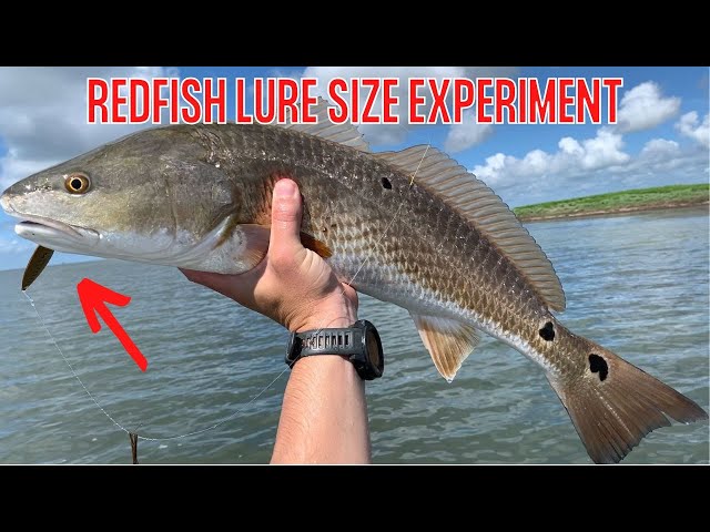 Redfish Fishing Lure Size & Profile Experiment [Fishing Report]