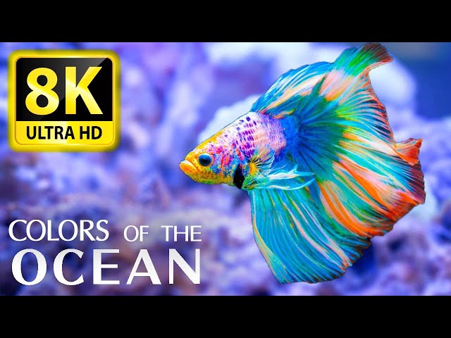 Colors Of The Ocean 8K ULTRA HD - The best sea animals for relaxing and soothing music