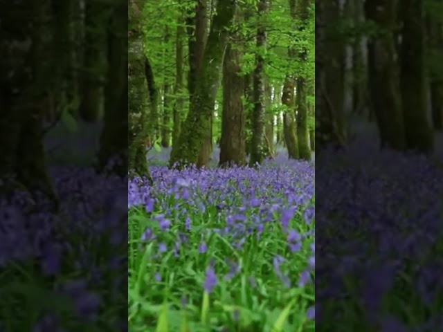 #naturesounds for #sleeping - Full 8Hour video @johnnielawson - #relaxing #forest #birdsong