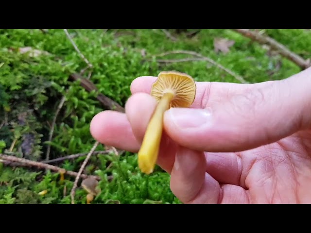 Edible fungi for beginners (Hedgehog fungi, Winter Chanterelle & Amethyst Deceiver)