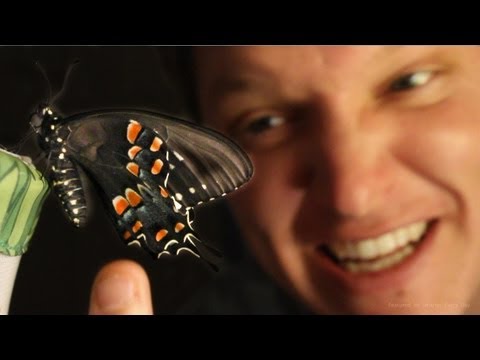 Butterfly Farming IS AMAZING - (Full Life Cycle) - Smarter Every Day 96
