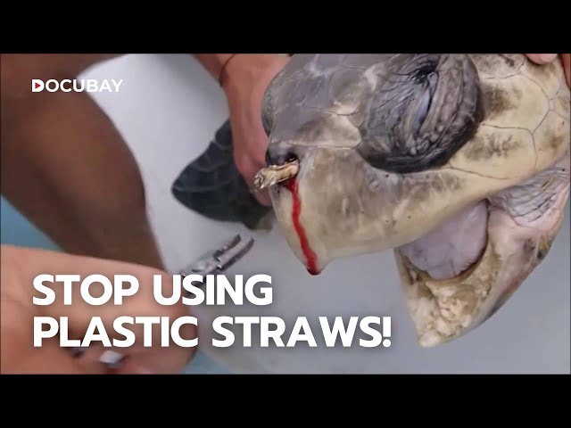 What Happens When We Dump Millions of Plastic into the sea?