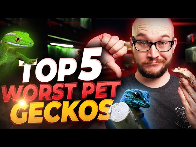 The 5 WORST Pet Geckos and 5 BETTER Options You'll Love | Bet You've Never Heard Of Number 4!