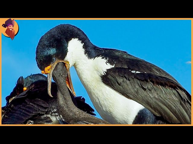 60 Ruthless Bird Swallowing Moments Caught On Camera