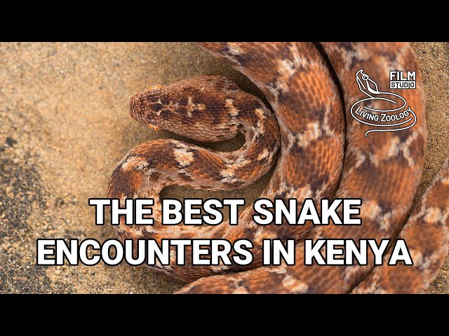 Searching for snakes in Kenya - best snake encounters!