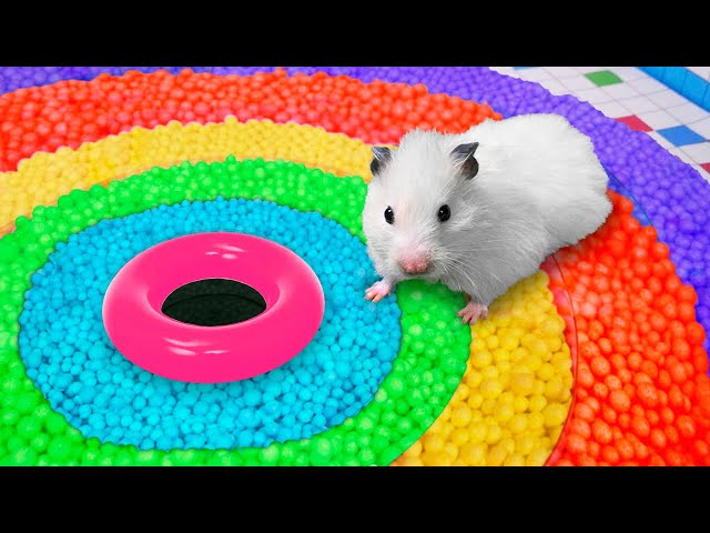 🐹 Hamster Escapes the Rainbow Maze [OBSTACLE COURSE]