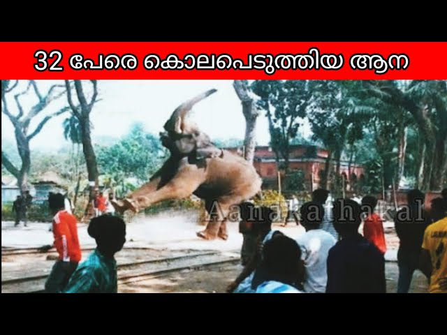 32 പേരെ കൊലപെടുത്തിയ, കേരളത്തിലെ ഏറ്റവും പ്രേശ്നക്കാരനായ ആന KKP madhavan elephant | Elephant attack