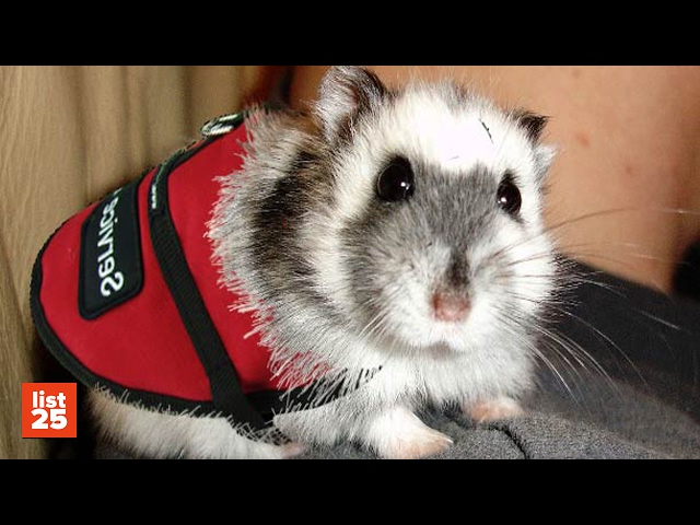 25 STRANGEST Pets To Be Used As SERVICE ANIMALS