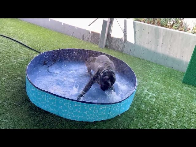 Bagheera in the Pool