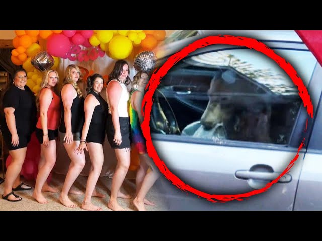 Trapped Bear Destroys Inside of Car at Bachelorette Party
