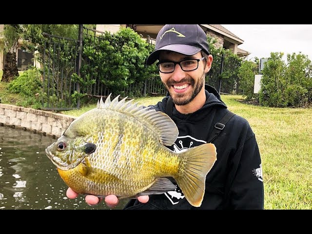 Fishing for HUGE BLUEGILL in a CITY POND!!